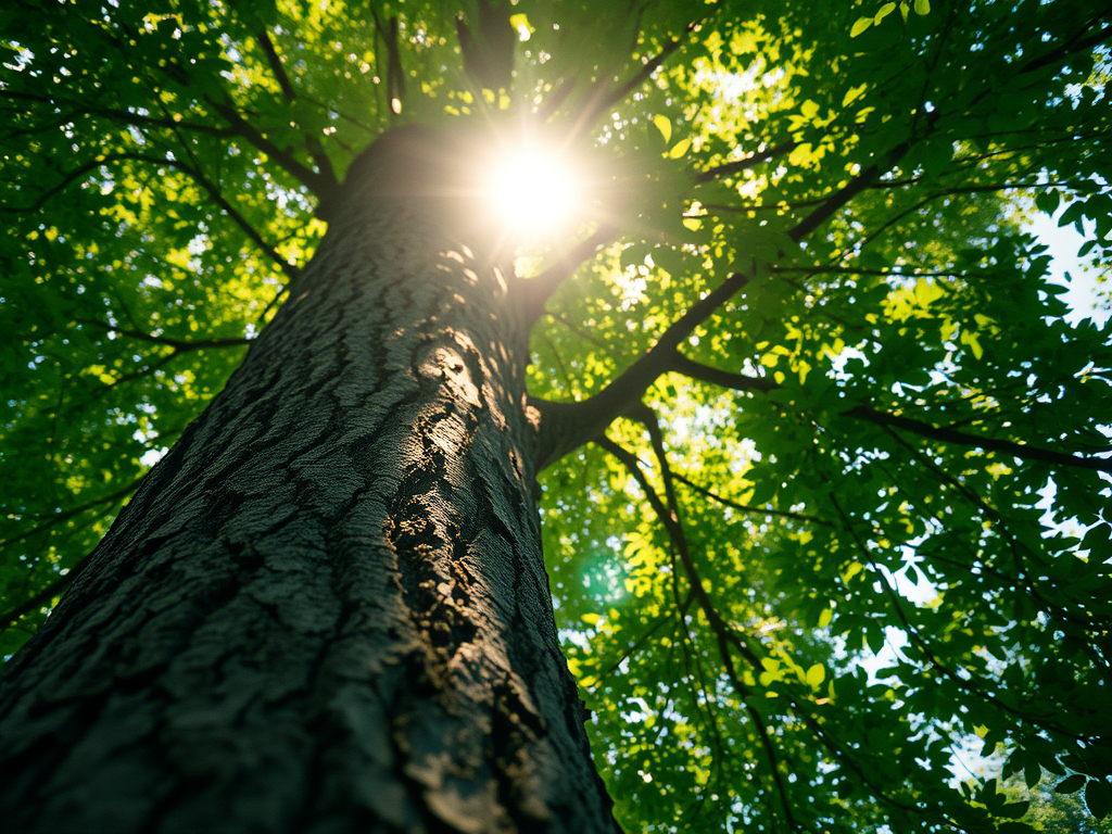A close-up of a tree trunk, looking upward at the leaves and branches, sunlight filtering through. A visual representation of breath control and relaxation.